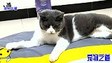 公猫在小猫面前显摆玩猫架，不料太胖玩砸了，女主人忍不住大笑