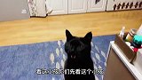 你知道猫爱吃草吗？天津六零后给你看看猫儿子有多爱吃猫草