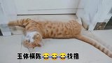 橘猫：咋地，不给朕小鱼干别想出这个门！
