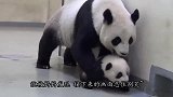 小狞猫贪玩跑出笼子，结果被妈妈一把摁住脖子：赶紧跟我回家
