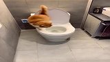 猫咪在厕所转悠了5分钟，终于找到感觉了