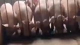 见过5只猪齐心协力抬铁门吗