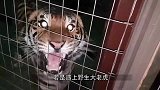野生老虎走进宠物圈后，凶猛老虎变身大猫，猫咪抬手教你做猫！