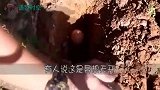 女子将鸡蛋埋进土里，天天松土浇水，本想看笑话，不料结局反转
