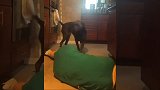 铲屎官我刀了你！