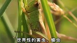 世界害虫“蝗虫”在国外泛滥成灾，大肆破坏！到中国这还不够吃