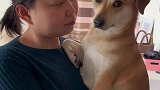 狗子虽然不会说话，但是它什么都懂