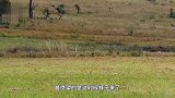 野牛陷入泥塘等死，狮子狂喜跳进泥塘捕食，不料成了最后晚餐！