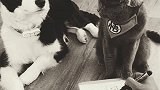 像不像你！人在家中躺！锅从天上降！萌宠出道计划 猫尽力了