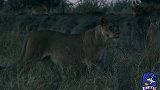 狮子在行动48俩雄狮虽然没捕到水牛，但一头却遇见自己的家人