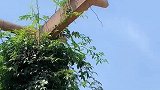 三朵金花公园一角跳舞，中间的小姐姐笑起来好甜