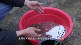 给兰花这样配置植料，跟野外生长没区别，养护变轻松！