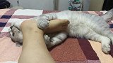 小猫咪为谋生计，竟然沦为按摩技师？生活不易