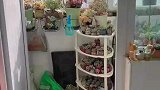 高校男生化身园丁，寝室阳台变成了多肉花园