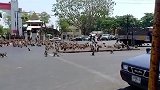 上百只猴子为一根香蕉在街头大混战　罕见现场曝光