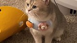 只有小猫咪才敢这么理直气壮的看美女2021新春日记 爱宠治愈季