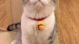 这只小猫怎么没有脖子！