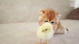 小猫咪和小鸡