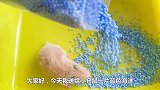 主人送给小仓鼠三包蓝色泡沫球玩，小仓鼠：太少了，不过瘾