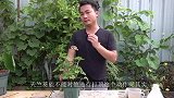 夏季能给天竺葵打顶吗？高手操作就是不同，现在知道还不晚