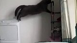 猫的跳跃能力真的是一点没有啊。