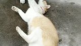 猫：来玩儿呀，快躺下来一起玩儿！