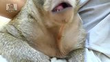 哇！猴子渡渡鸟和妈妈一起吃冰淇淋，妈妈已发烧了还吃，真馋！