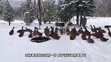 寒冬的雪地里蹲着只猫，男子走近一看傻眼，可怜的猫！