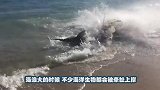 一条鲨鱼攻击船的游客，却没想到反把自己卡住了，既心疼又好笑