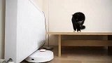 打扫机器人在工作顺便还能逗一下家里的猫咪