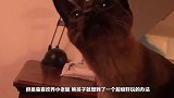 小伙拿老鼠喂食父亲刚买的金龙鱼，丢入的瞬间悲催的时刻出现了