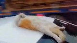 猫咪潇洒躺车顶，吾辈楷模