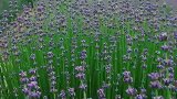 伊犁薰衣草基地，六月初进入盛花期。