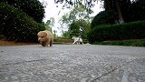 小猫带狗去公园， 植物的香气比猫草好 让我们陶醉