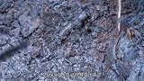 出土金国合葬墓，尸体身边堆满宝物，尸检结果却让人大吃一惊！