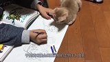 猫咪看主人画画，几分钟后就不淡定了，竟然开始动手动口了
