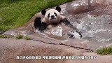 犀鸟无意间碰到了3只蛇獴，下一秒蛇獴倒地装死，镜头拍下全过程