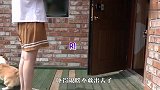 听到要被送去上学，汪星人吓得不敢出门了，一定忍住别笑