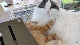 大猫强行给小猫舔毛，头发都湿了，还不罢休