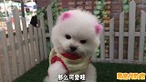 网红同款茶杯犬，的价格直接拿下，确实非常可爱