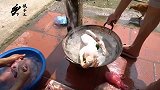 白斩鸭选取农家土鸭，不用下太多调料一起煮，原汁原味更好吃