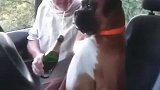 搞笑狗子:别说酒驾了,我都没有证!