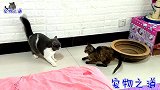 新来煌小流浪猫到处撩闲，终于惹怒了胖公猫，接下来的画面热闹了