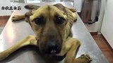奇闻趣事：狗狗被主人遗弃，瘦成皮包骨，狗狗的眼神让人泪目！