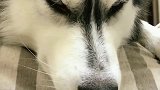 一犯错误就卖萌！
