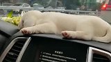 这狗子睡觉也太香了吧，哈哈！