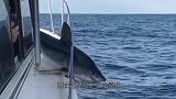 一条鲨鱼攻击船一跃而上，不料却被卡住，游客纷纷拍照