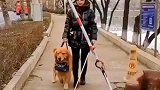 导盲犬是盲人的指明灯