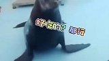 男子和海狮无障碍沟通，默契程度，我怀疑它真的听懂了