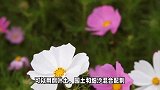 波斯菊的养殖方法和注意事项